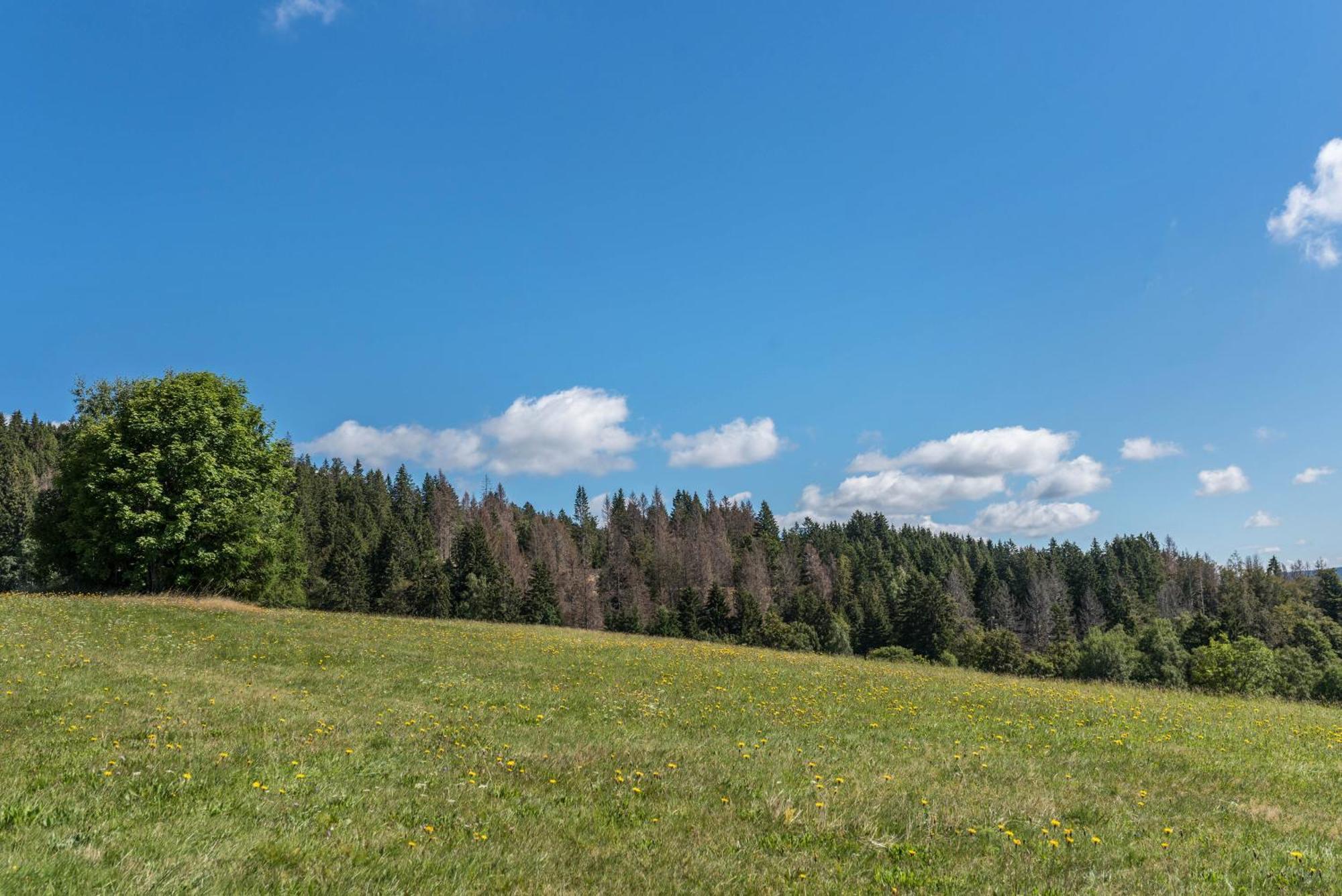 Appartamento Haus Isele Urberg Esterno foto